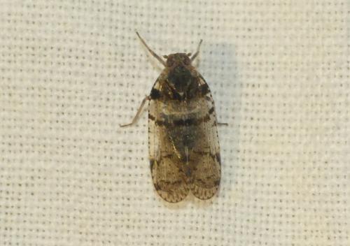 Cixius sp.